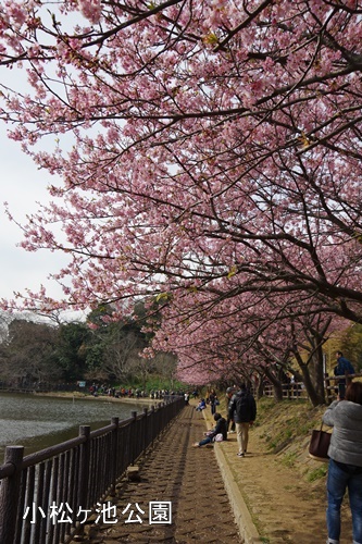 三浦海岸の河津桜