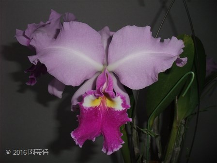 C. warscewiczii 20160623-2