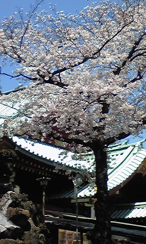本殿前の桜.jpg