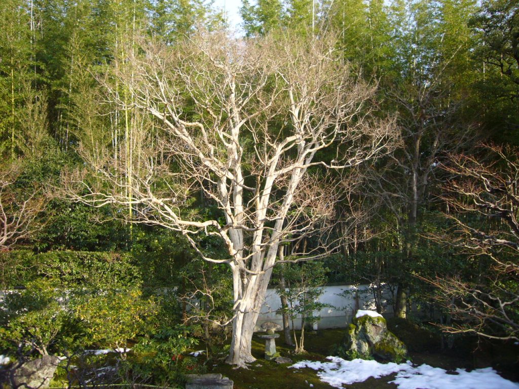 P1170389-.jpg