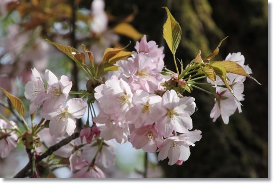 樹木公園-26 兼六園熊谷 15.4.18