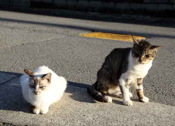 我が家のニャンコ♪2013/10/18-2