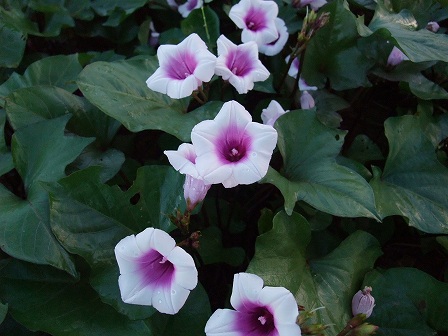 サツマイモ開花！？