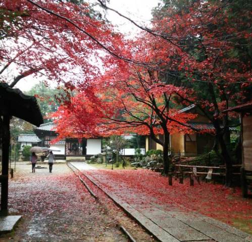 20141201 紅葉.jpg