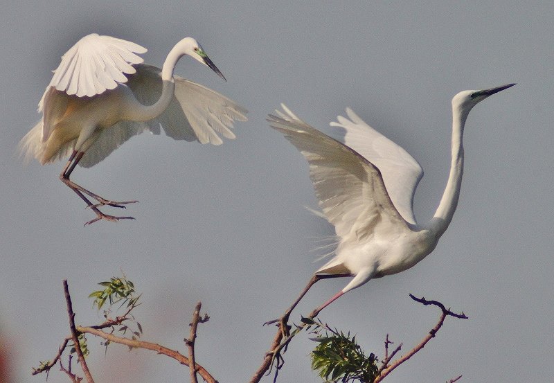 IMG_9587 (800x553).jpg