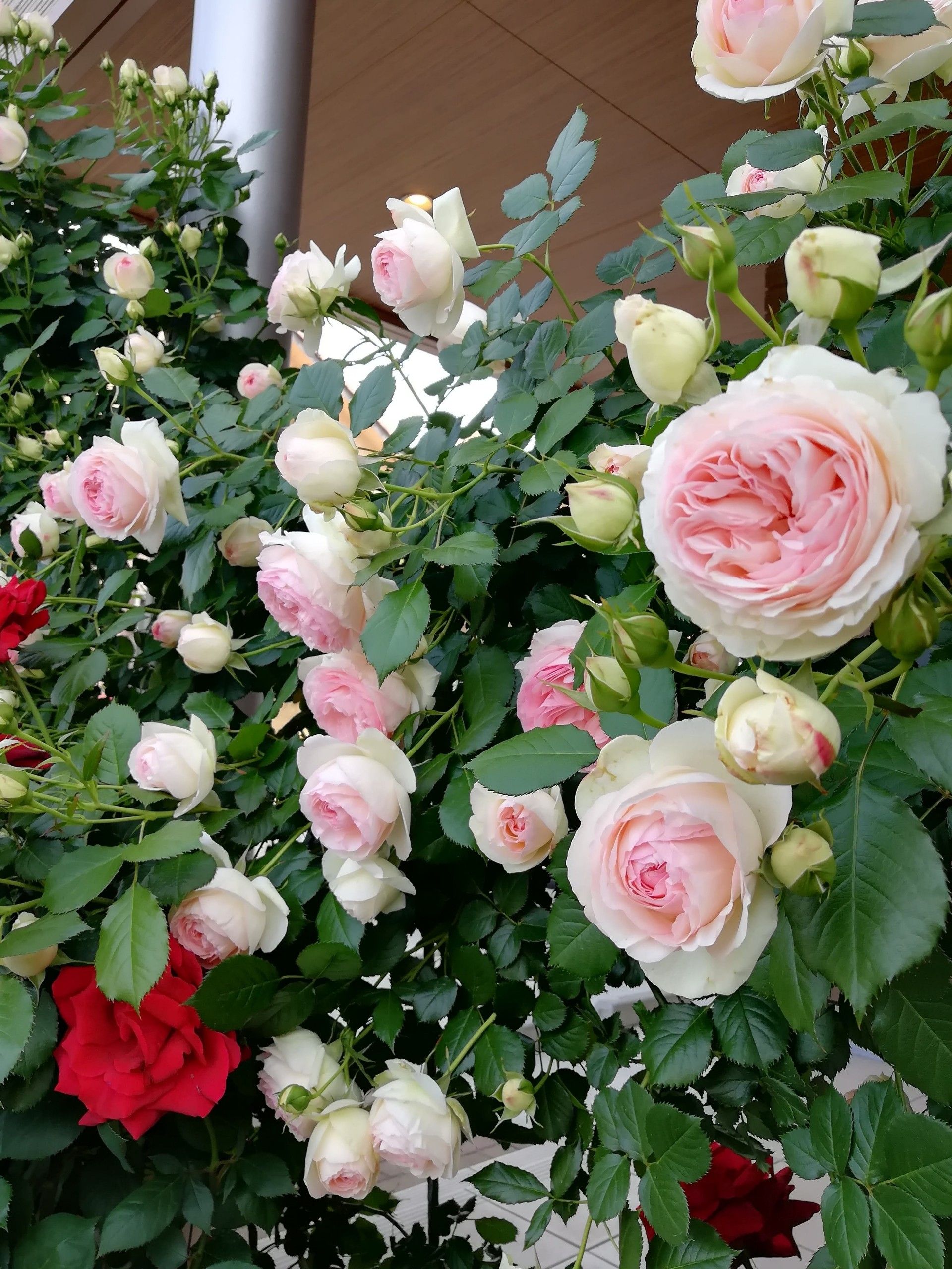 2ページ目の ピエールドロンサール 庭がなくても鉢バラでローズガーデン 楽天ブログ
