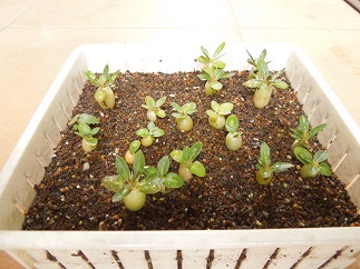 パキポエブレネウム8-30-2