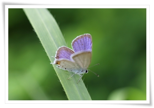 大乗寺丘陵公園-32 ツバメシジミ 13.6.22