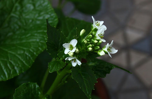 ワサビの花　28.3.18-3_edited-1.jpg