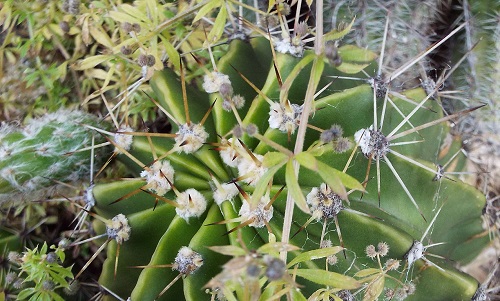 サボテンの花