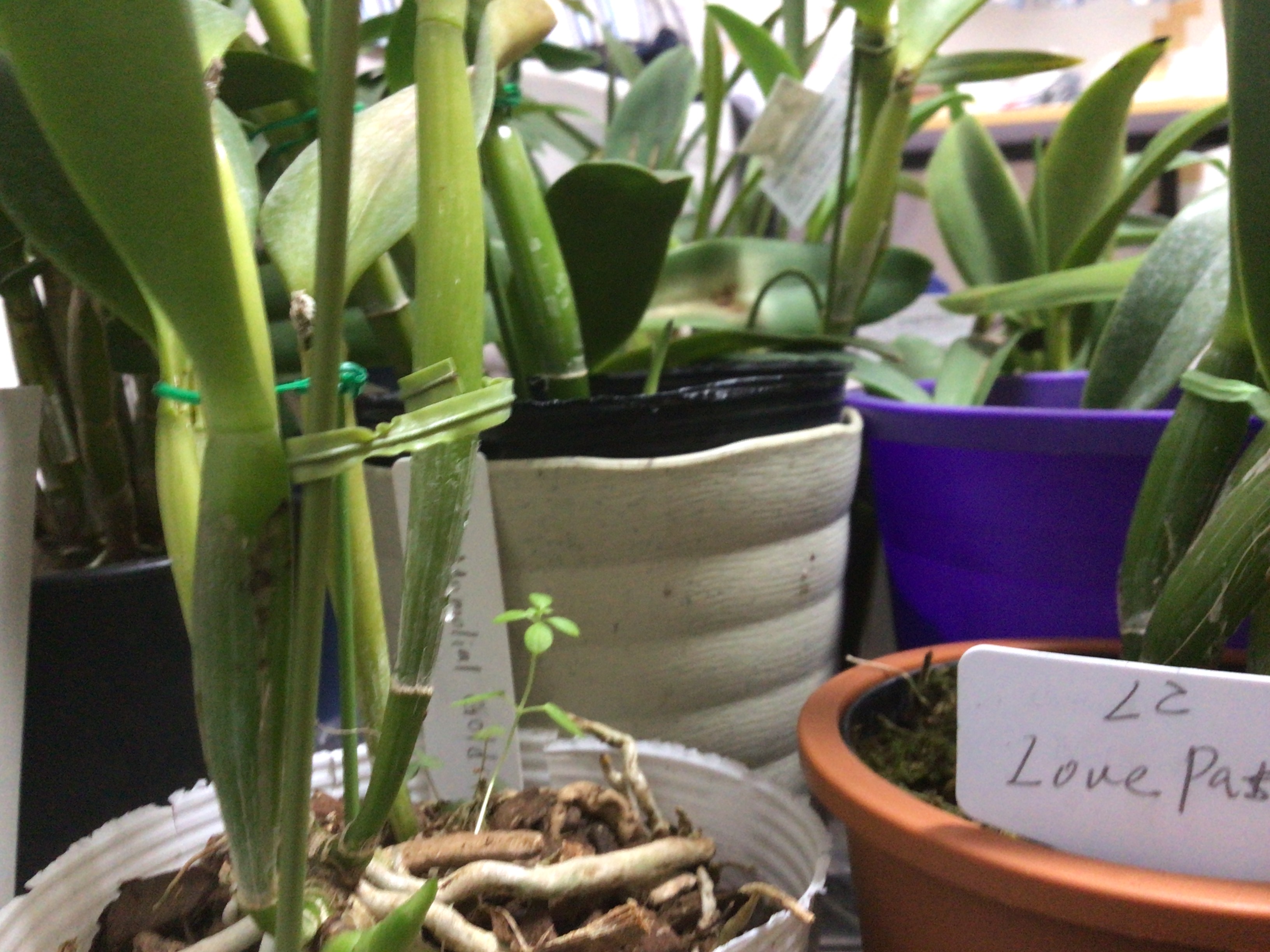 ☆べんだんの植物栽培記☆