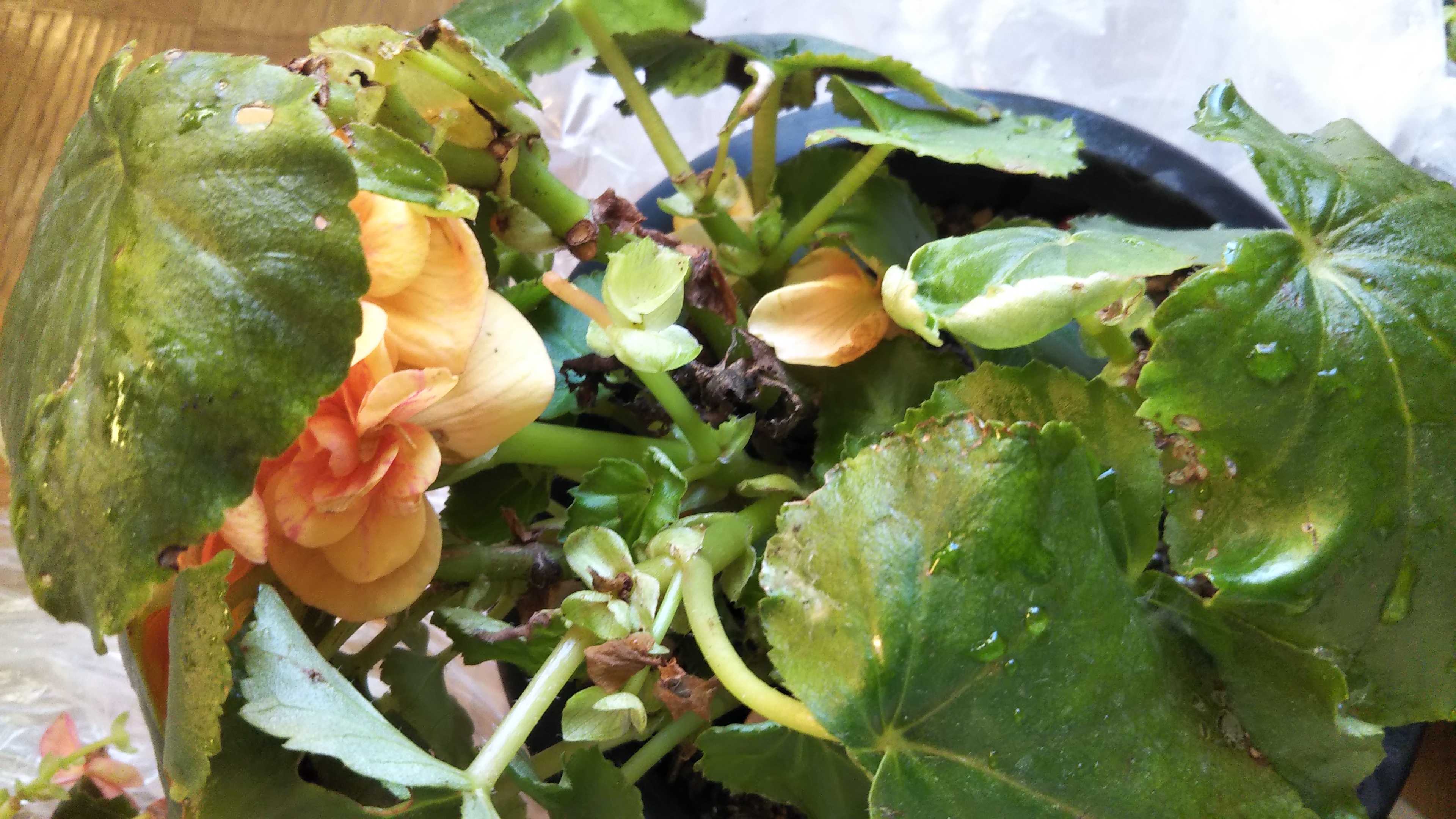 ビニールで冬越しのベゴニア腐る 不織布シートに変えました シェードガーデンと猫 楽天ブログ