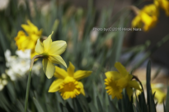 光景　sight0527　水仙　narcissus