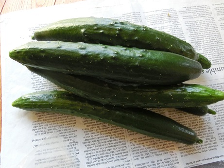 キュウリ