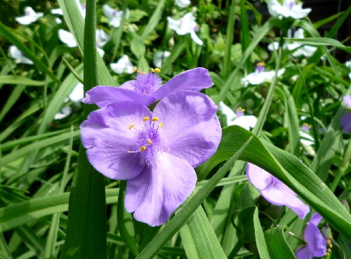 P1110039-1.JPG