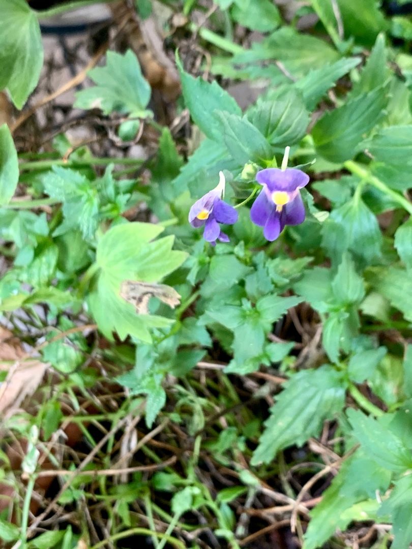 うちの花も撮影 と思ったら クチナシが青虫に食べつくされていた ネメシア アメリカンブルー 撫子など Music Land 私の庭の花たち 楽天ブログ