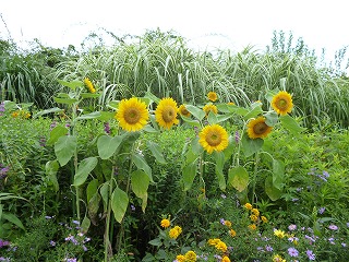 P1080866ss.jpg
