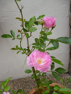 P1110202ss.jpg