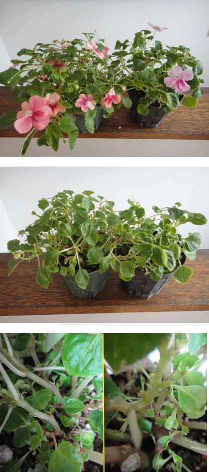 「エキゾチック　インパチェンス　パッチワーク」