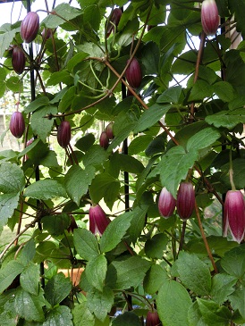 ハンショウヅル