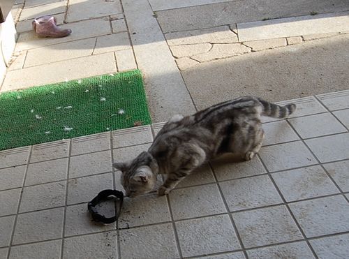 DSC_0009.JPG