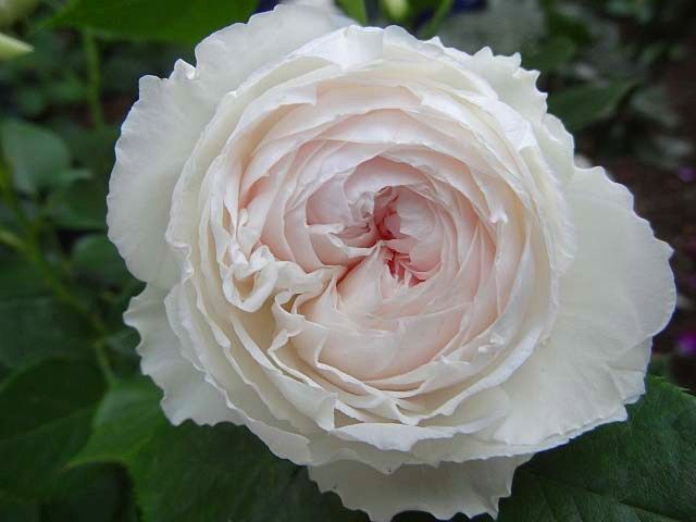 大きくならないツルバラ クリスティアーナ バラの美と香りを求めて 楽天ブログ