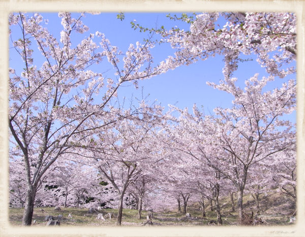 dakeyama2