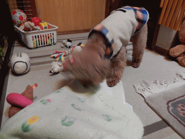 こころアニメ１