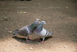 pigeon