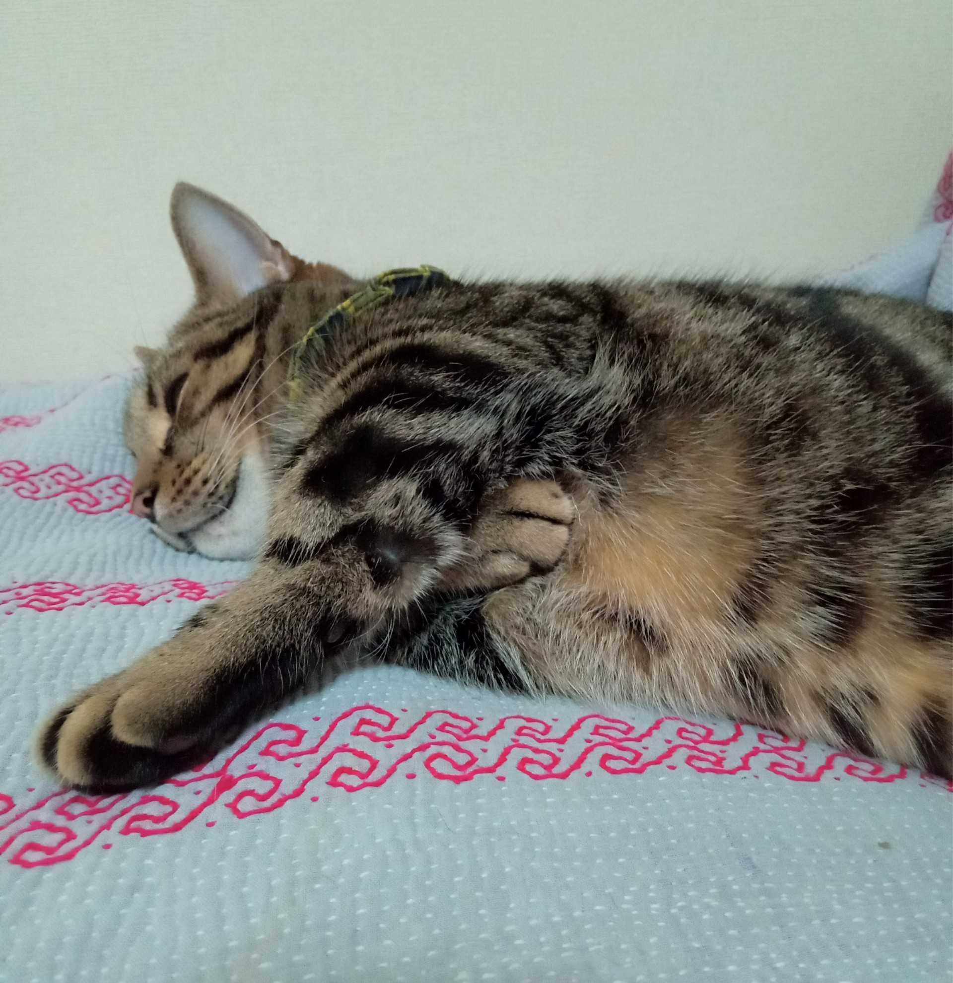 カテゴリ未分類]の記事一覧  シンプルに生活するブログ。 - 楽天ブログ