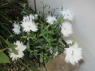 IMG_3253ss.jpg