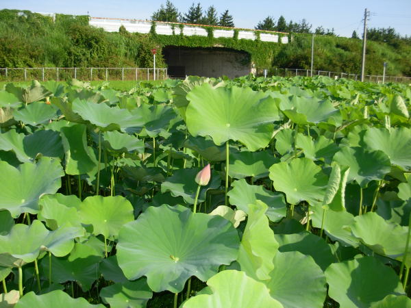 蓮の花