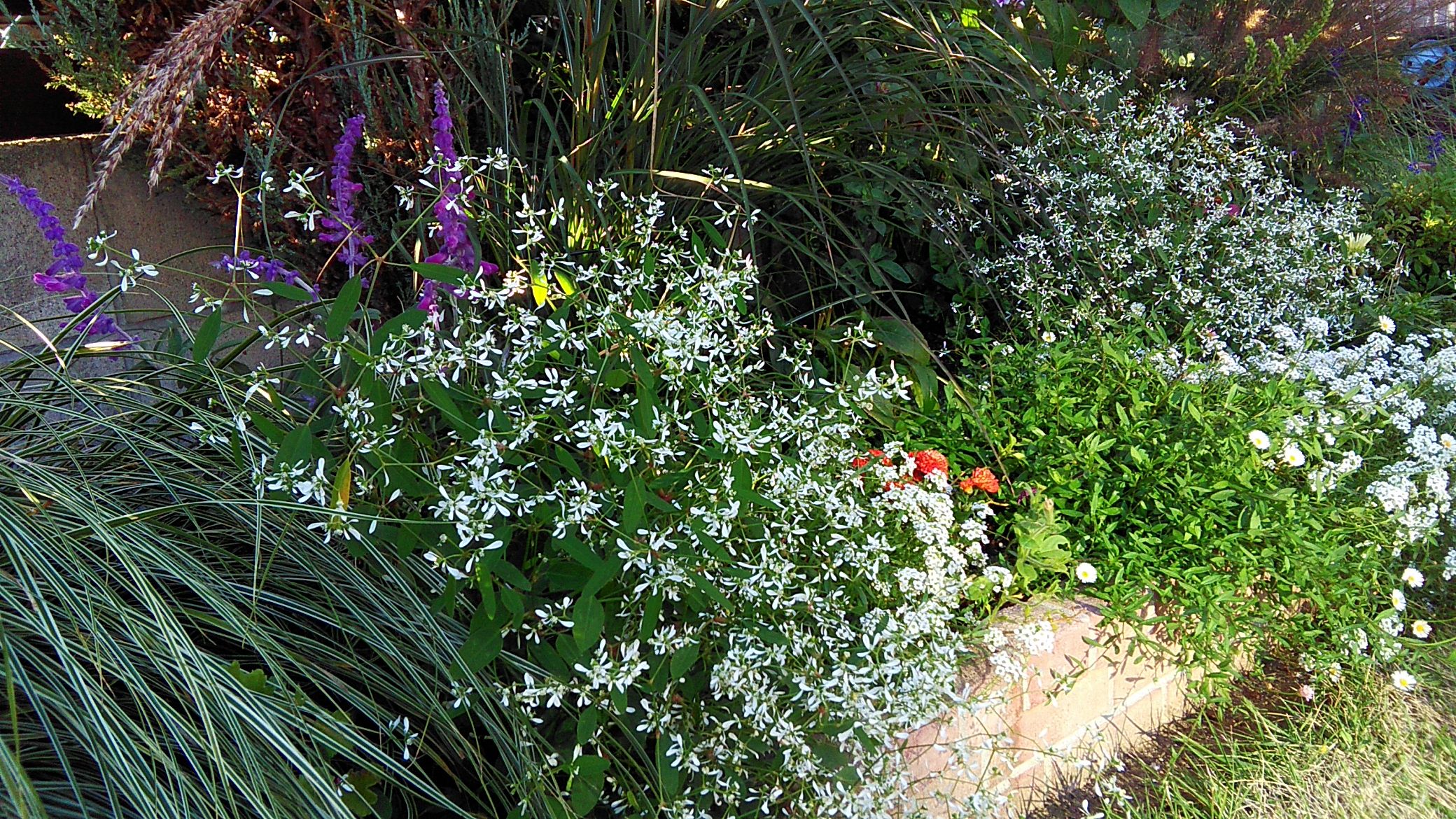 ユーフォルビア ダイヤモンドフロストの片付け Miraiの庭 つれづれに 楽天ブログ