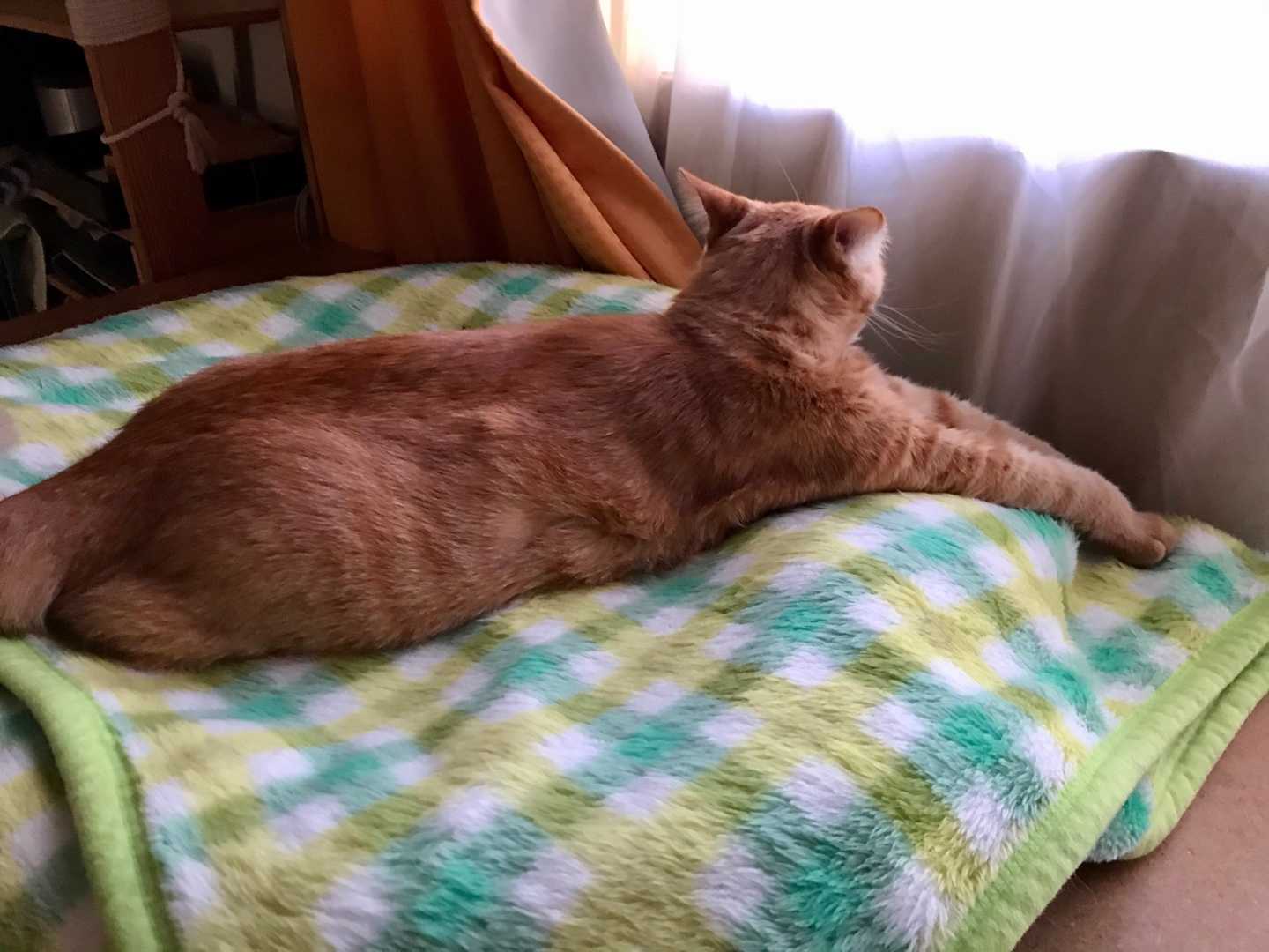 どこでも手伸び 猫と一緒に 楽天ブログ