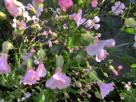 ピンクのカスミソウ