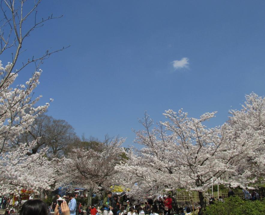 観照 京都 東山 円山公園の桜 知恩院境内の桜 遊心六中記 楽天ブログ