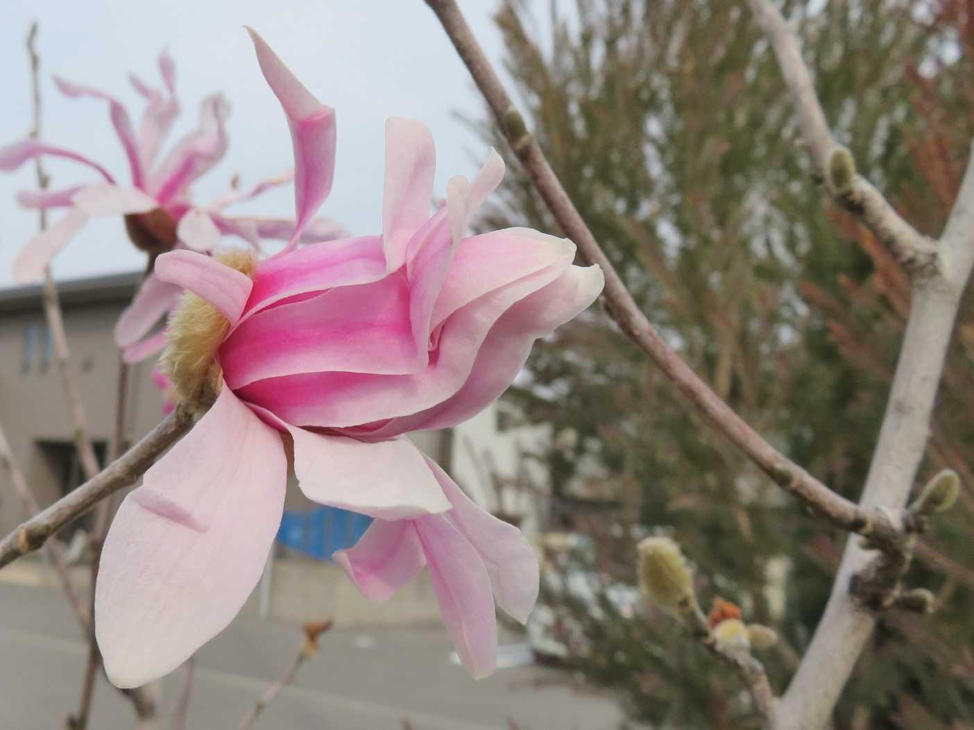 足の踏ん張り力が低下 花はシデコブシ だい のひとりごと 楽天ブログ