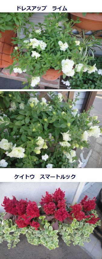 ドレスアップとケイトウ