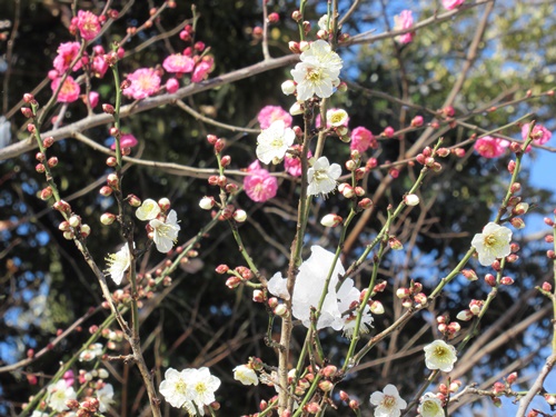 池上本門寺にて