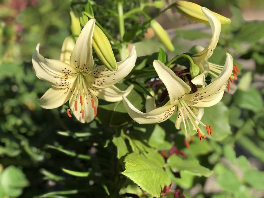 ユリの開花 トライアンファーター スイートサレンダー 他 今日のできごと 楽天ブログ