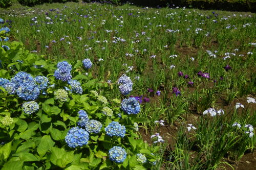 紫陽花＆花菖蒲