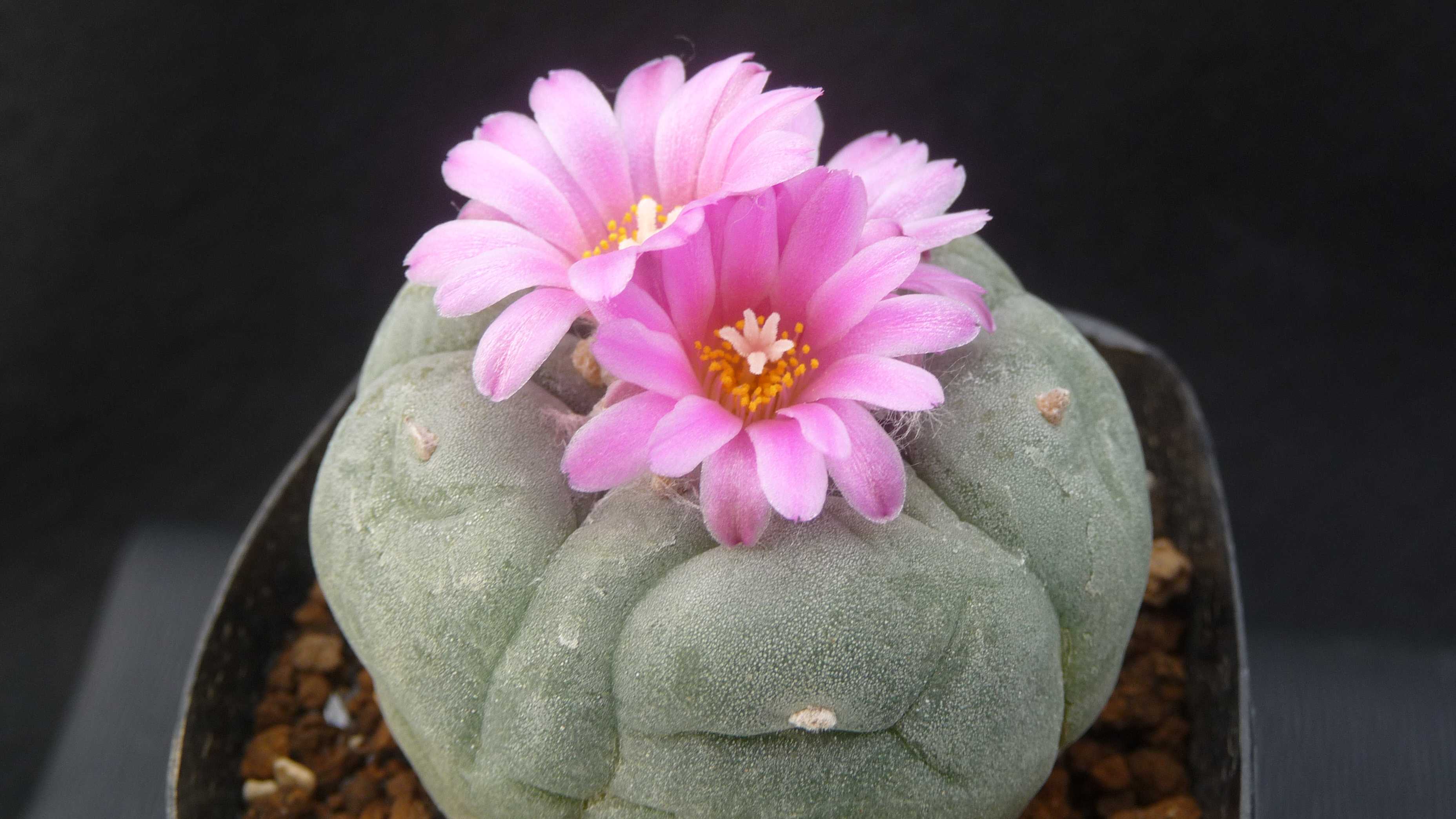 特多毛 疣銀冠玉 実生 ロフォフォラ Lophophora fricii サボテン 2