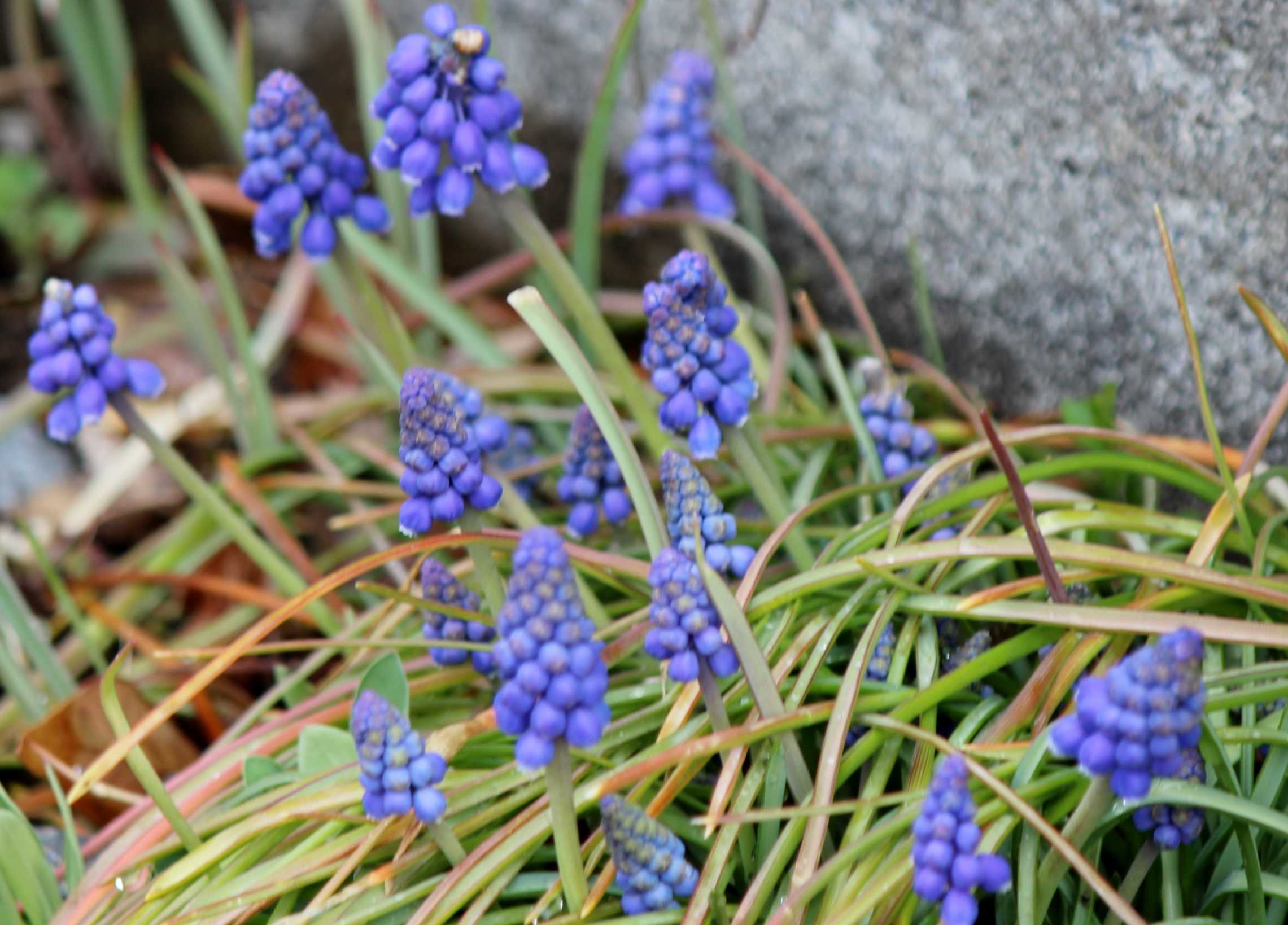 植物 の記事一覧 つれづれ日記 楽天ブログ