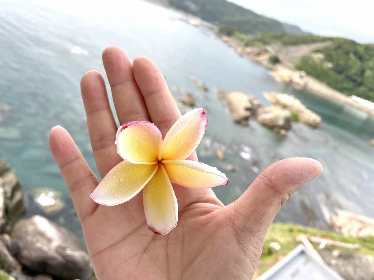 プルメリア ベランダ 鉢 花 開花 カリフォルニアサンセット ジャングルジャックス