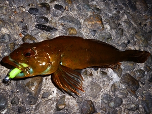 1月13日アイナメ