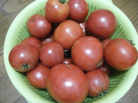 tomato2014.9
