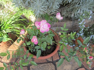IMG_3246ss.jpg