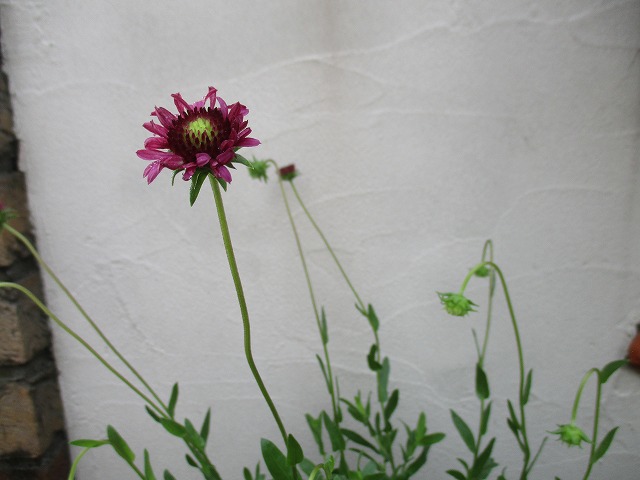 IMG_8397ss.jpg