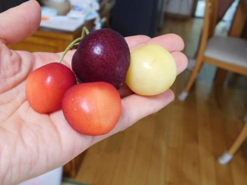 DSCN0740 (500x375).jpg