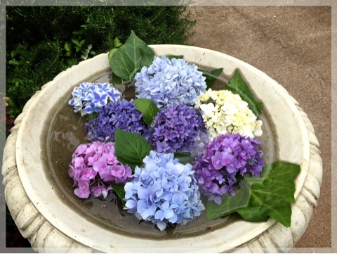 横浜イングリッシュガーデンの紫陽花